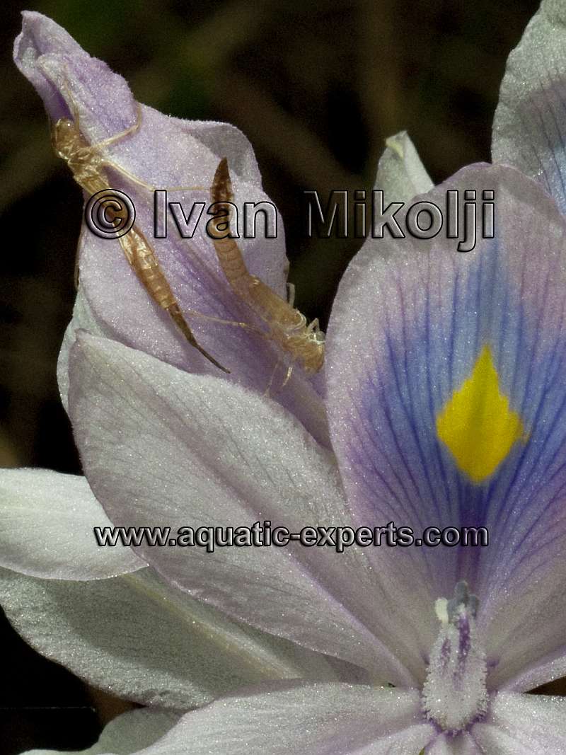 aquarium plants